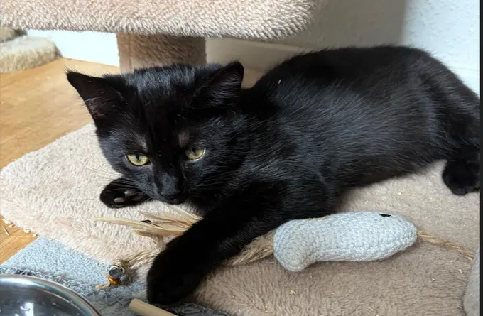 MillieBobbyBrown - ekh zur Adoption