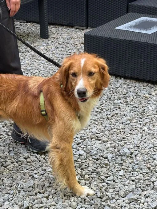 Moritz - Mischling zur Adoption