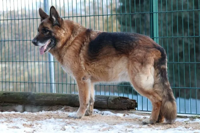 Dog from shelter, Bruce | Braun Schwarz Schäferhund Male