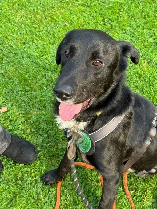 Jasko - Mischling zur Adoption