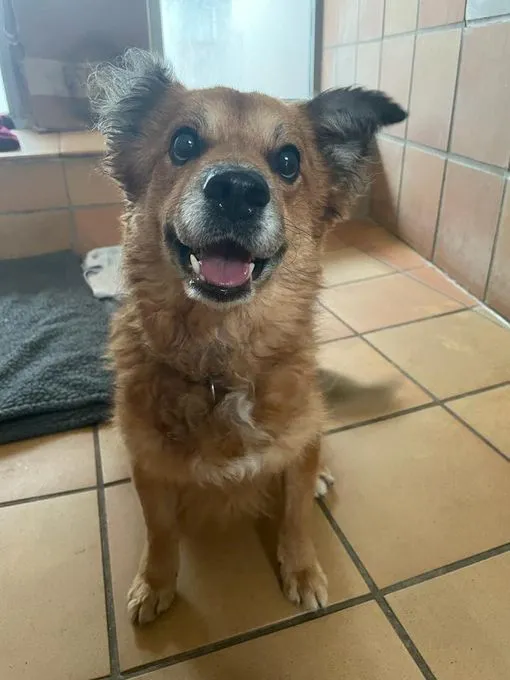 Hund aus Tierheim, Luka | Corgi Mix Männlich
