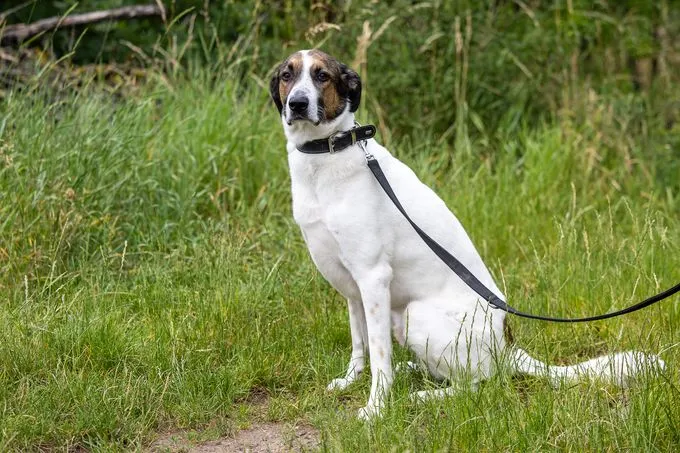 Dog from shelter, Alabaster | Weiß Braun Mischling Male