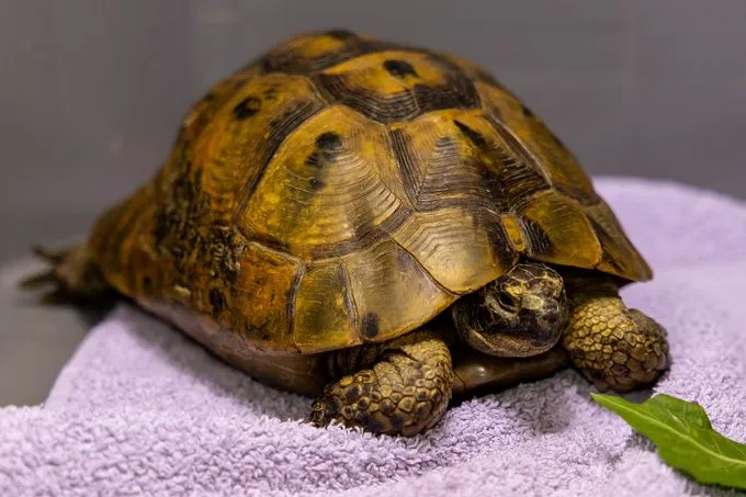 Turtok - Maurische Landschildkröte zur Adoption