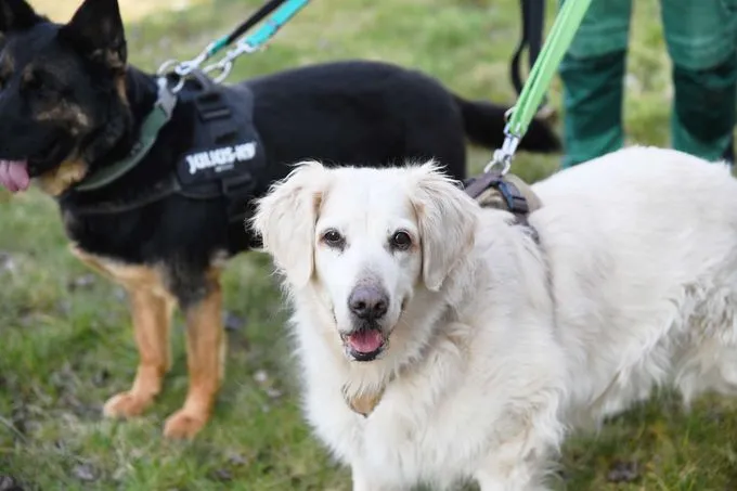 Hund aus Tierheim, Amy Xindy | Golden Retriever Mix Amp Dt Schäferhund Weiblich