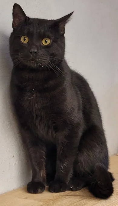 Cat from shelter, Tom | Schwarz Ekh Male