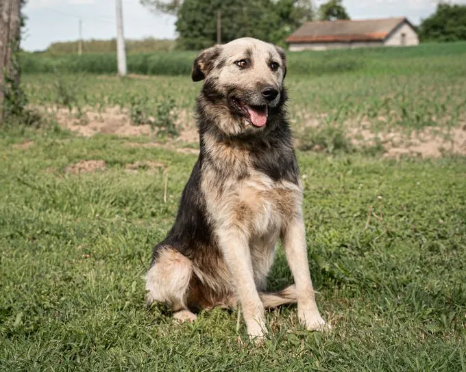 Anouk - mischling zur Adoption