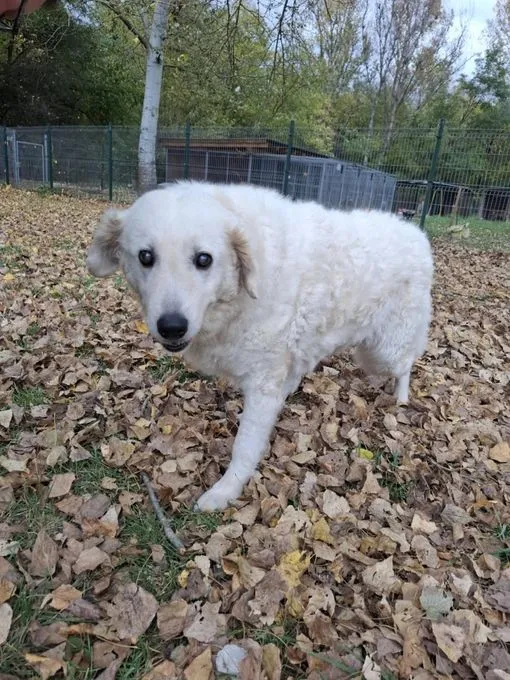 Dolly - Kuvasz-Mix zur Adoption