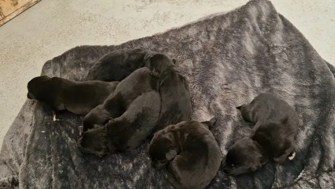 Welpen - mischling zur Adoption