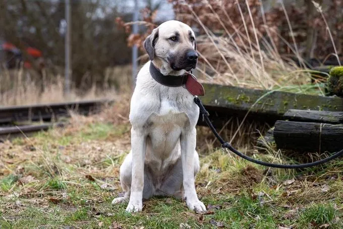 Dog from shelter, Ada | Beige Mit Maske Kangal Female