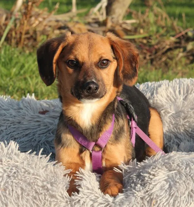 Dobina - Mix zur Adoption