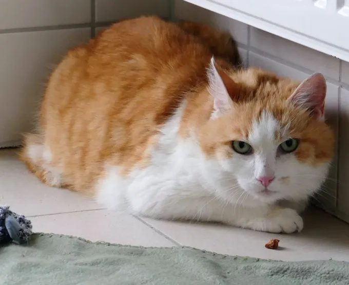 Rusty - ekh zur Adoption