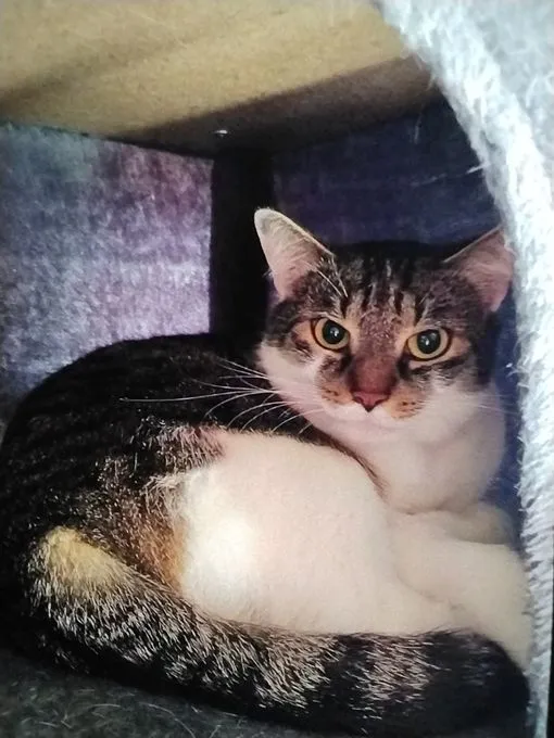 Cat from shelter, Karl Und Fiepsi | Schwarz Weiß Weiß Grau Europäische Hauskatzen Male