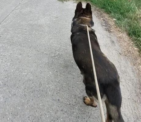 Dog from shelter, Cook | Schäferhund Male