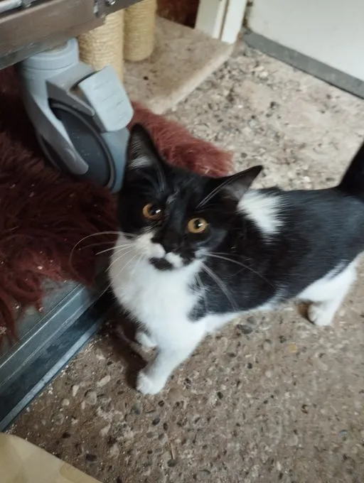 Pepper - EKH zur Adoption