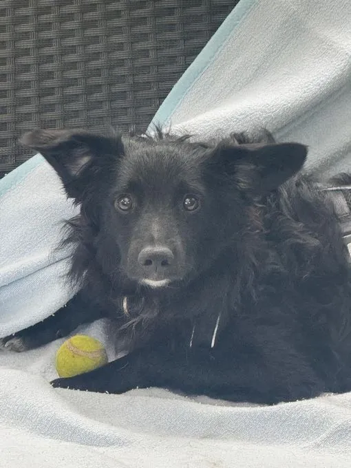 Ace - mischling zur Adoption