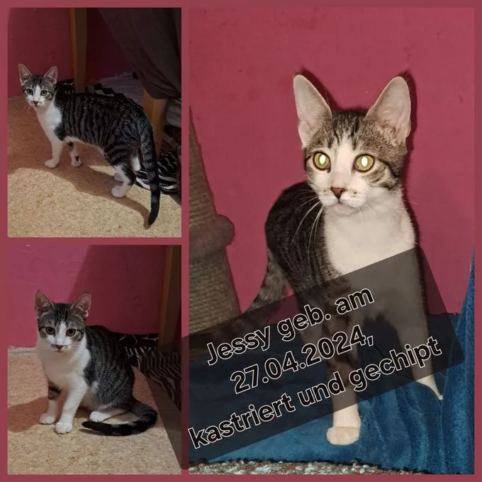 Cat from shelter, Jessy | Graugetigert Weiß Jessy Female