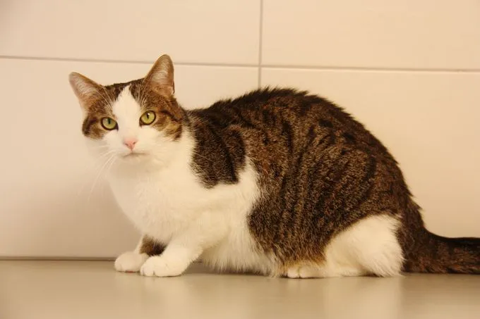Katze aus Tierheim, Louis | Ekh Männlich