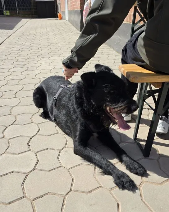 Hund aus Tierheim, Tommy Sucht Das Abenteuer | Schwarz Riesenschnauzer Malinois Mischling Männlich