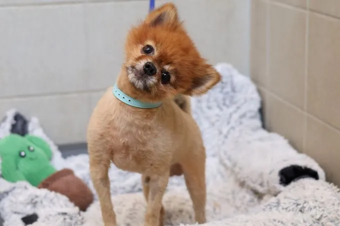 Pawter - zwergspitz zur Adoption