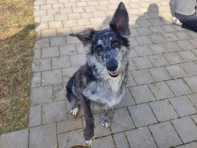 Diana (wie die englische Prinzessin) - Australian-Shepherd-Mix zur Adoption