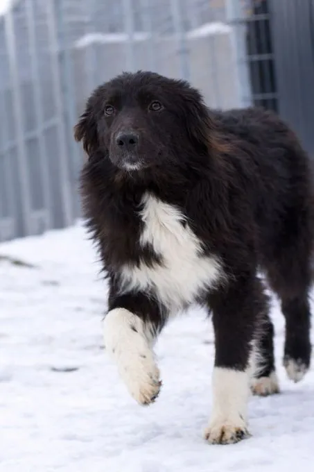 Rosa sucht liebevolles, aktives Zuhause - Hütehund-Mix zur Adoption