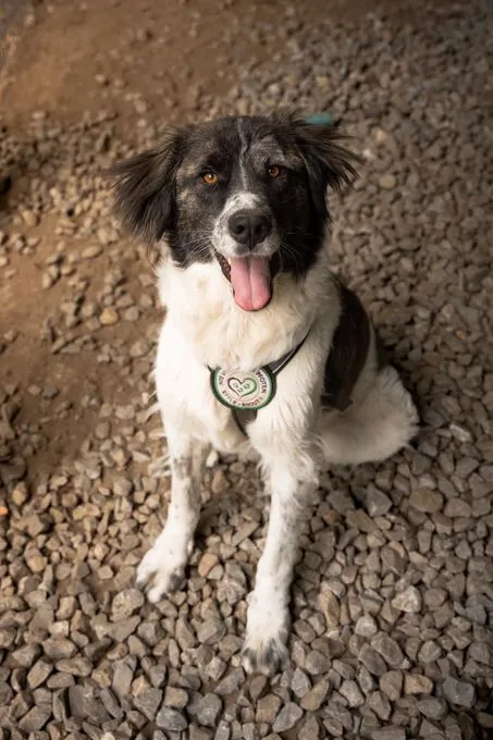 Bella - herdenschutzhund zur Adoption