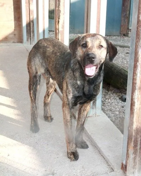 Dog from shelter, Joey | Dunkelbraun Braun Mischling Male