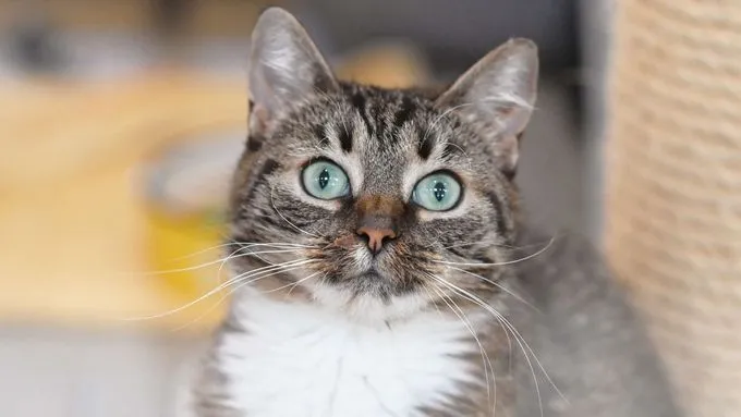 Pipi - ekh zur Adoption