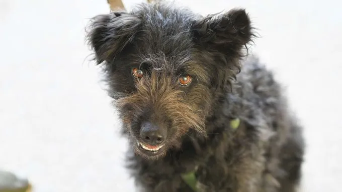 Selma - Hund zur Adoption