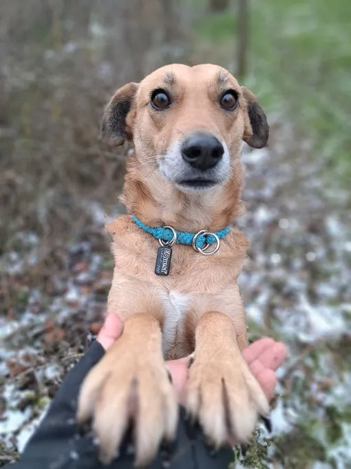Gino - mischling zur Adoption
