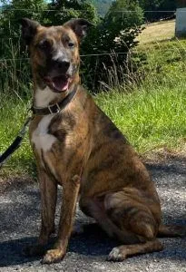 Dog from shelter, Luna | Malinois Boxer Mischling Female
