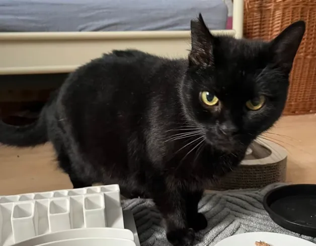 Jill - ekh zur Adoption