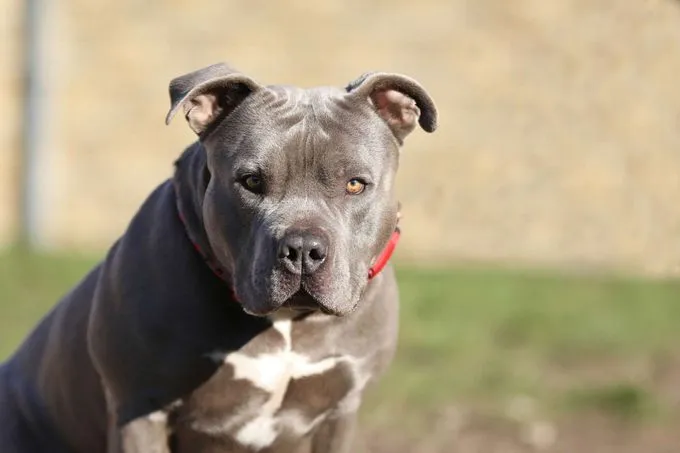 Dog from shelter, Ronny | Staffordshire Mix Male