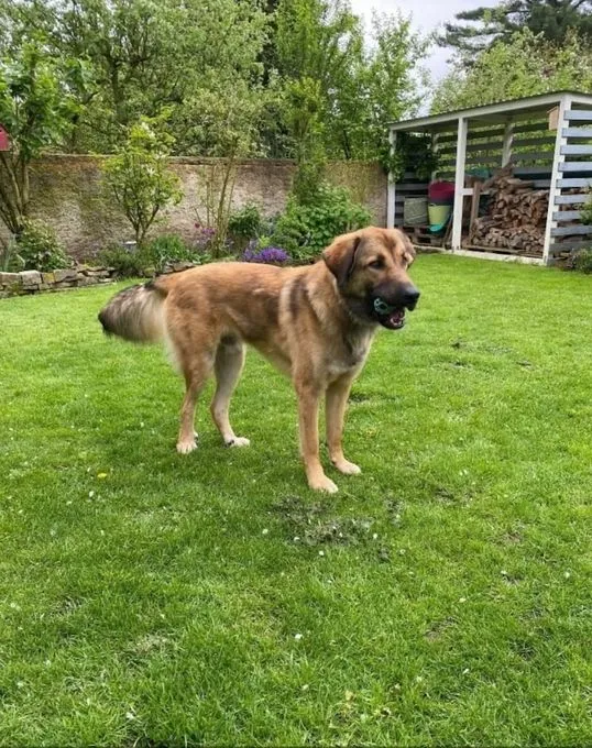 Paul - kangal-mix zur Adoption