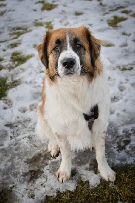 Cookie - HSH-Mix zur Adoption