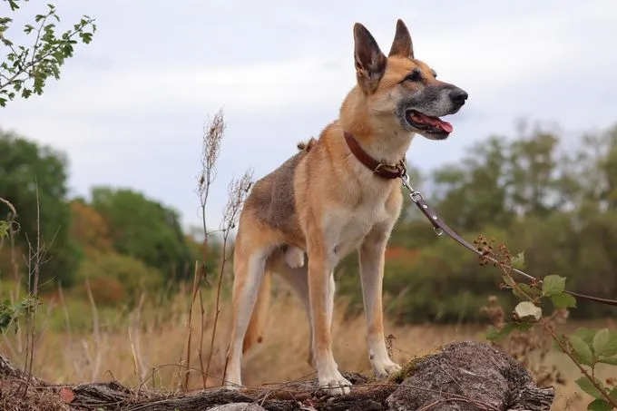 Keno - deutscher-schaeferhund zur Adoption