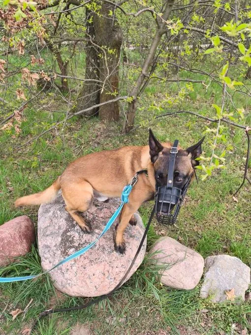 Dog from shelter, Lio | Malinois Female
