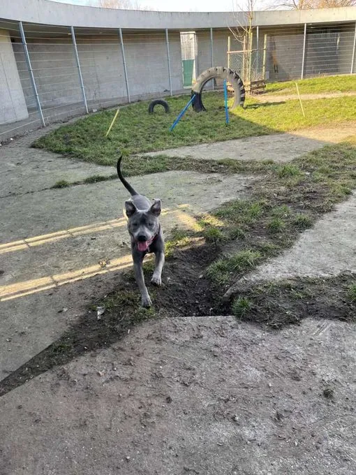 Dog from shelter, Hicks | Staffordshire Terrier Male