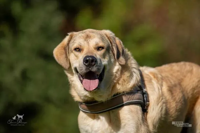 Dog from shelter, Aldrin | Blond Herdenschutzhund Mix Male