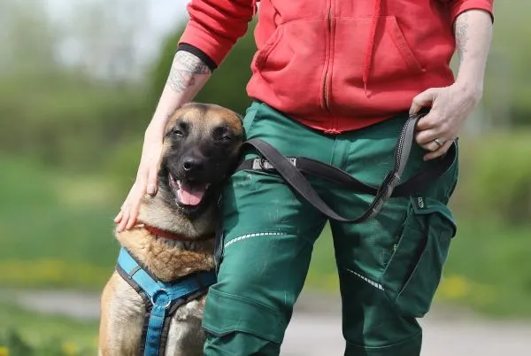 Dog from shelter, Joker | Malinois Male