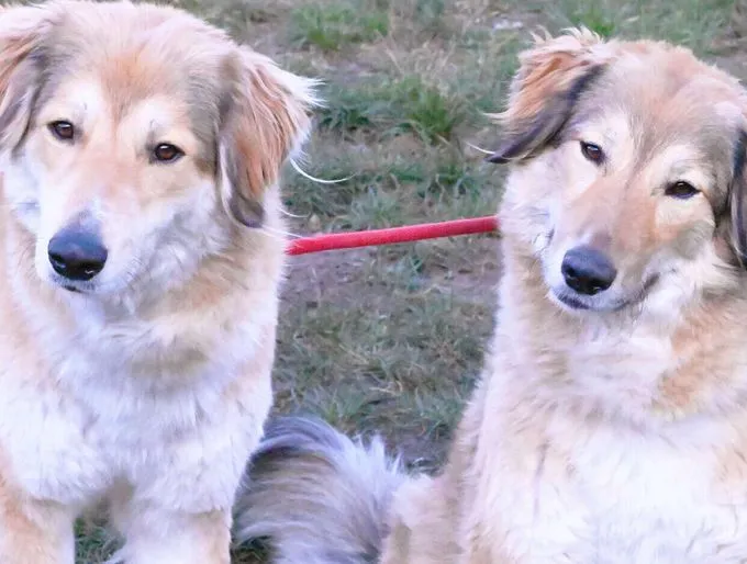 Dog from shelter, Jua Dadirri | Kaukasen Mix Female