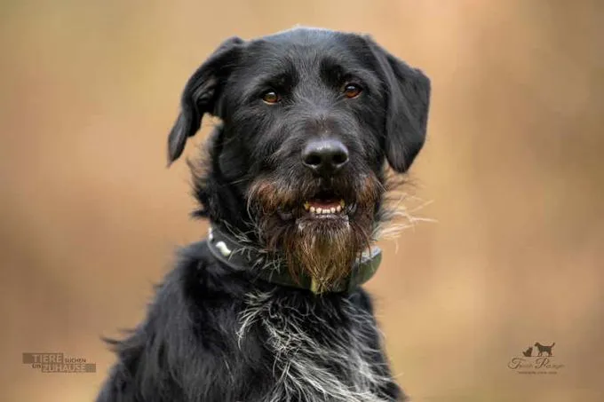 Dog from shelter, Bruno | Schwarz Schnauzer Mischling Male