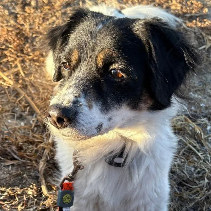 Nelly - mischling zur Adoption