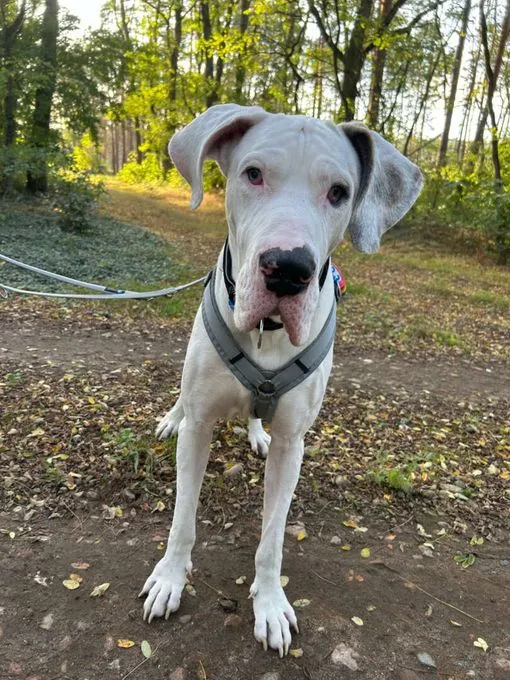 Hund aus Tierheim, Prinz | Deutsche Dogge Männlich