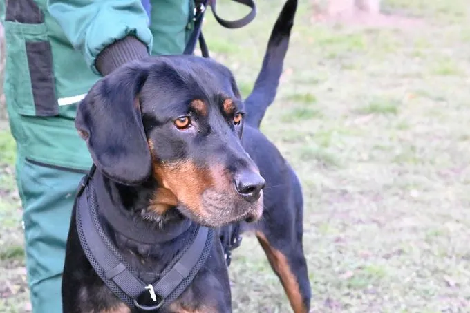Dog from shelter, Pluto | Bracke Male