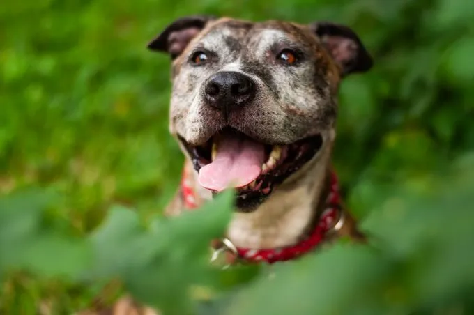 Hund aus Tierheim, Ceylan | Gestromt American Staffordshire Terrier Mix Weiblich