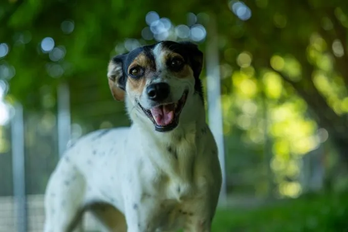 Pauline - Mischling zur Adoption