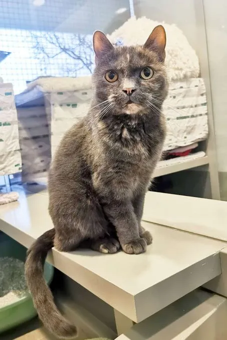 Katze aus Tierheim, Tessa | Ekh Weiblich