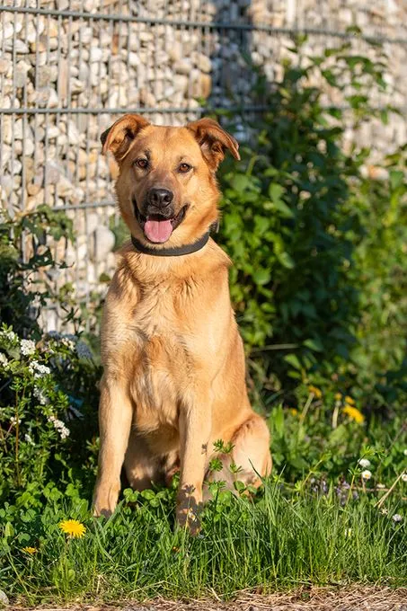 Patschi - schaeferhund-mix zur Adoption