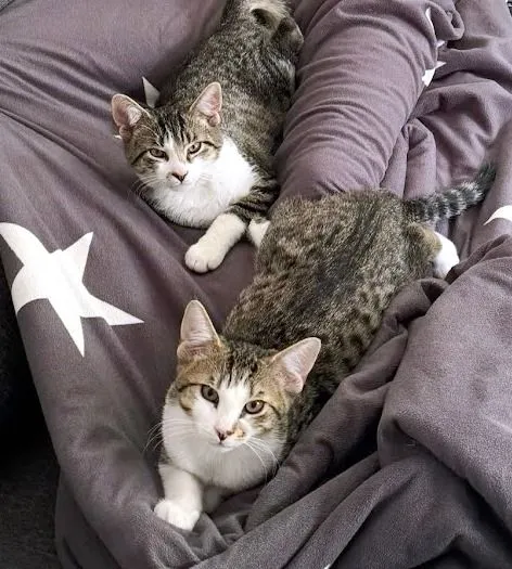 Tom und Jerry - EKH zur Adoption